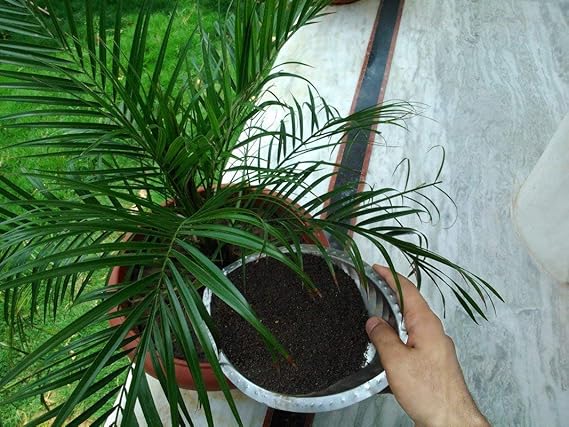 Organic Vermicompost 400g – Natural Plant Growth Booster & Soil Enricher